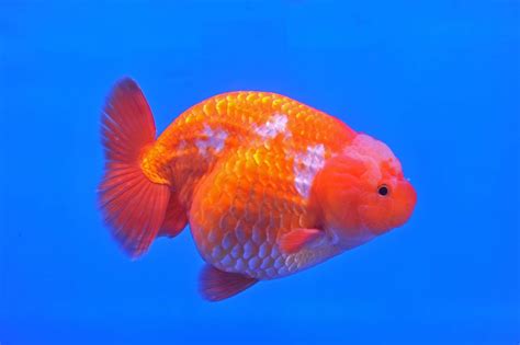 Lionhead Goldfish - Uniquely Featured And Textured Species