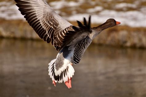 Goose Wild Flying · Free photo on Pixabay