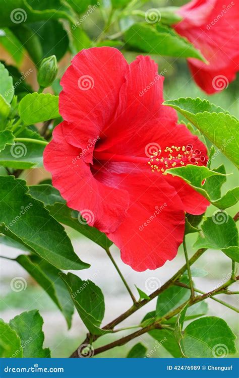 Red Chinese Hibiscus Flower Stock Photo - Image: 42476989