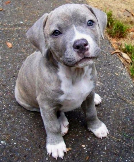 Pitbull and Lab Mix Puppies | Pitbull Puppies