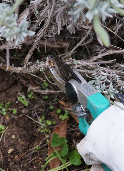 Hard pruning for lavender – succeed with the right technique and patience!