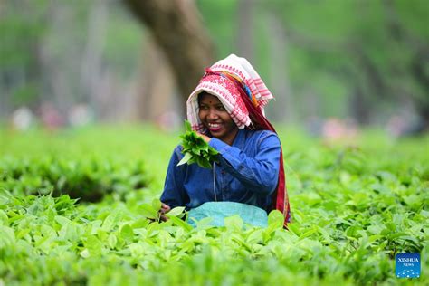 In pics: Tea garden in Assam, India-Xinhua