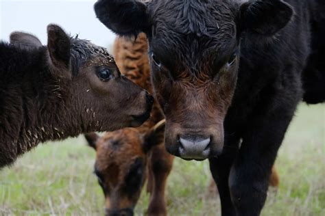 Angus Cows - Breed Profile, Characteristics and Facts