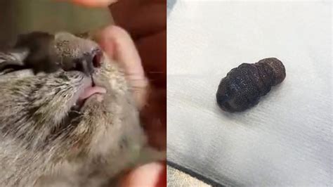 BotFly Larvae Removal from Rescued Cat's Nose, Meowing loudly in Pain ...