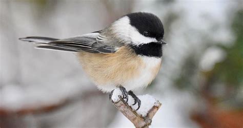 Black-capped Chickadee Range Map, All About Birds, Cornell Lab of ...