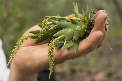 How Google Earth led a team of scientists to discover a rainforest on ...