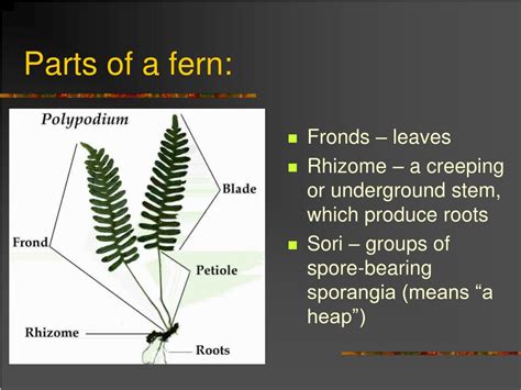 PPT - Phylum Pterophyta PowerPoint Presentation, free download - ID:330111