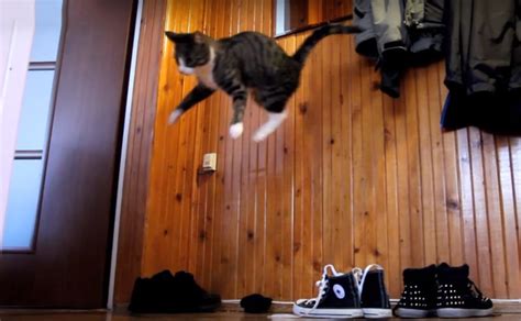 Crazy Parkour Cat Performing Some Insane Jumps - Videos - Viralcats at ...