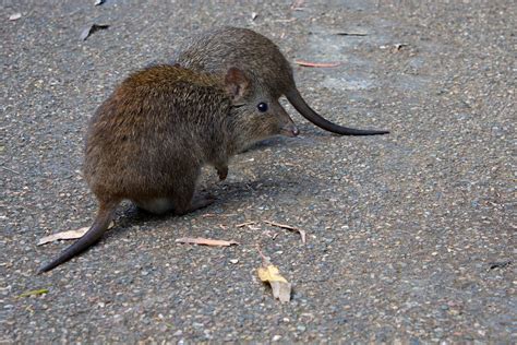 Long-Nosed Potoroo Profile: Traits, Facts, Diet, Habitat - Mammal Age