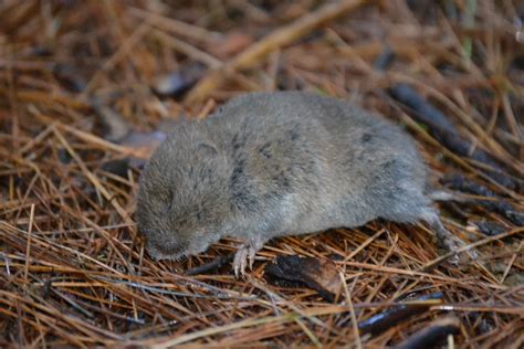 Gallery of Picture of Vole on Animal Picture Society