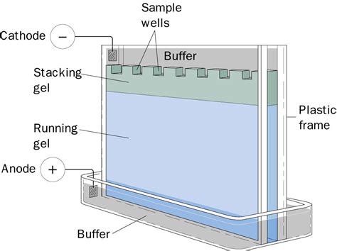 Vorschau Barmherzig mütterlicherseits western blot separating gel ...