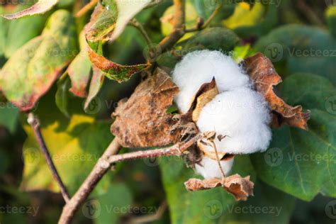 Cotton flower in the cotton flower field.As raw material Apparel ...