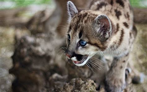 Big cats Cubs wallpaper (295 images) pictures download:9