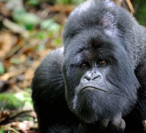 How many mountain gorillas are left? habitat, diet, weight & population