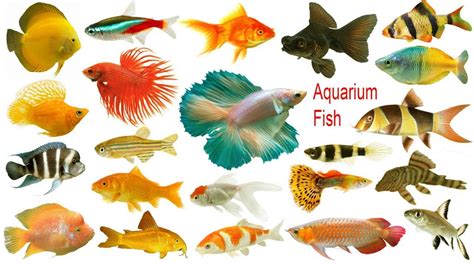 8 Creative & Catchy Names for Your Aquarium Fish: Make Your Tank Shine ...