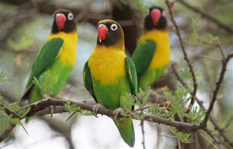 African Lovebird species in Australian aviculture - Aviculture Hub