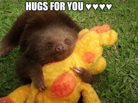 Baby Sloth Hug Gif