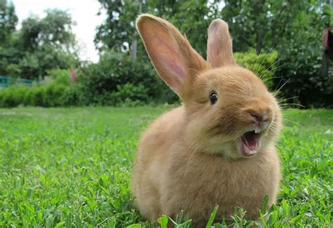 30 Best Cutest Rabbit Breeds To Keep As Pets | atelier-yuwa.ciao.jp