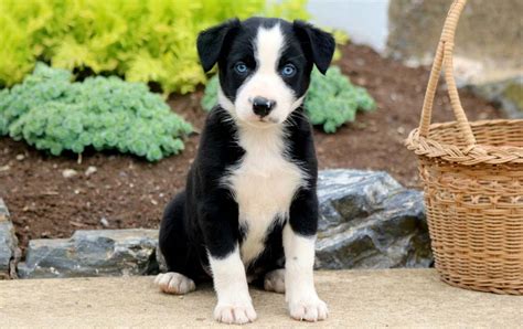 Border Collie Mix Puppies for Sale - Keystone Puppies