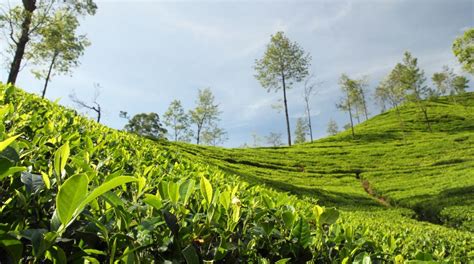 In Assam's fragrant tea gardens - The Statesman