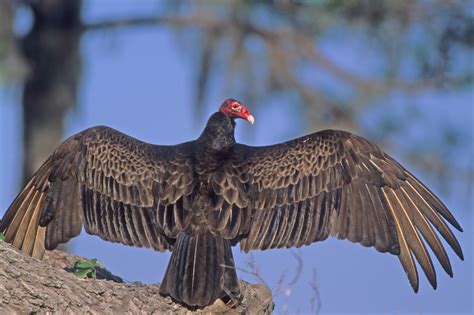 Everglades Animal Profile: Turkey Vulture - Captain Mitch's ...