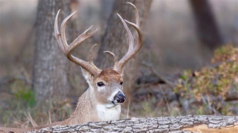 Buck Blunders: 8 Whitetail Behaviour Myths That Might Be Blowing Your ...