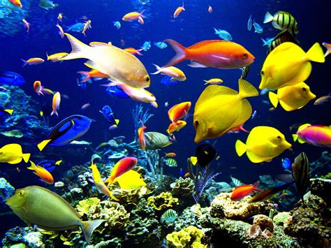 Best Wallpapers: Colorful Fish Wallpapers | Fish wallpaper, Colorful ...