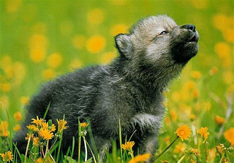 grey-wolf-pup | Baby Animal Zoo