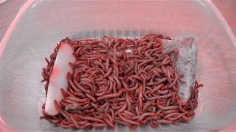 Worms eating time lapse - YouTube