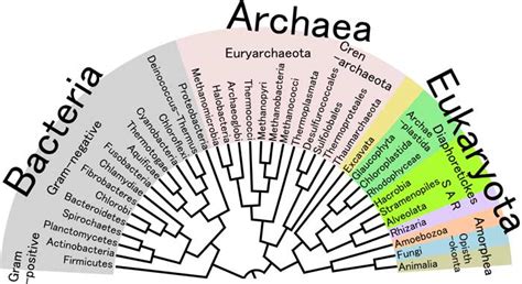 Domain Eukarya Kingdoms | Three Domains of Life | BioExplorer.Net