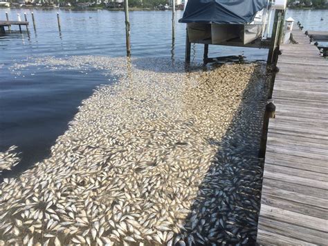 Fish kills reported in Orange Beach backwaters - al.com