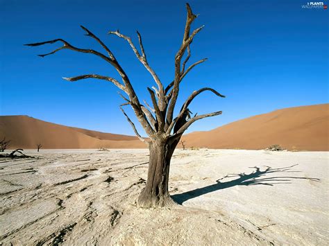 Desert, Africa, trees, Ascension, dry, Areas - Plants wallpapers: 1600x1200