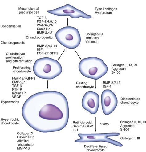 Cartilage and Chondrocytes | Musculoskeletal Key