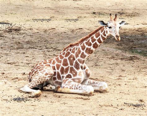 Baby giraffe in the zoo stock photo. Image of sitting - 34179202