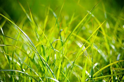 What Is Fescue? Everything You Need to Know About This Grass | Love ...