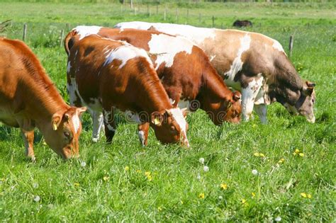 Cows Eating Grass in Field