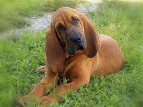 Red Bloodhound Puppies Picture