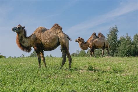 Wild Bactrian Camel - Earth Buddies