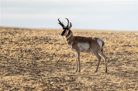 Animal Facts: Pronghorn | Canadian Geographic