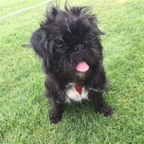 Affenpinscher & Pug Mix: Info, Pictures, Traits & Facts