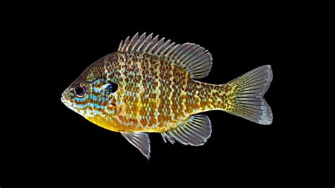 Lepomis gibbosus » NCFishes.com