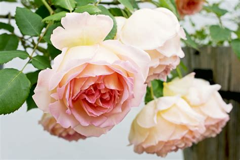 14 Lush English Roses for Your Garden