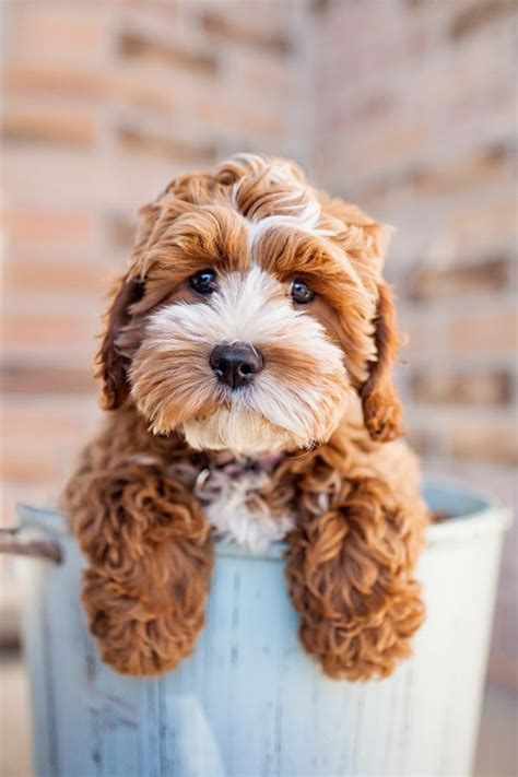 67 best Cockapoo Puppies! images on Pinterest | Goldendoodle ...