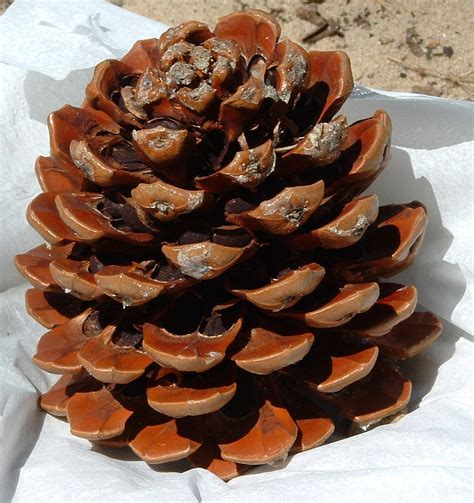 File:Pine cone with nuts.jpg - Wikimedia Commons