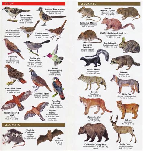 Biotic Factors - The Chaparral Biome