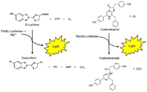 Tubulin Inhibitor -tubulininhibitor.com - Part 549