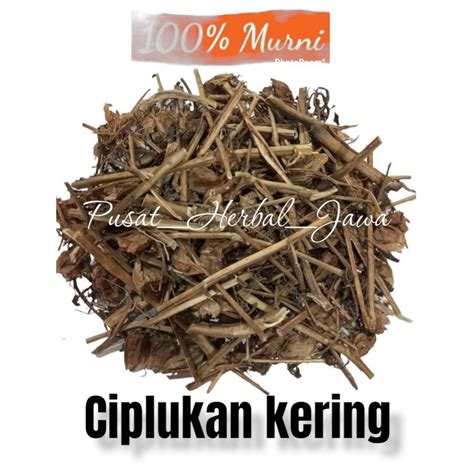 Jual ciplukan kering akar batang buah daun cecendet | Shopee Indonesia