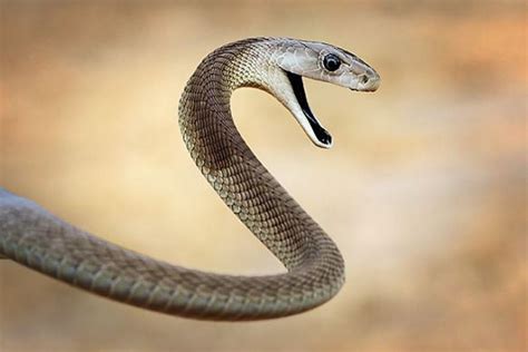 Most Deadly Snakes In South Africa