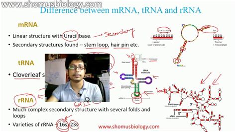 mRNA, tRNA and rRNA - YouTube