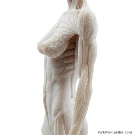 30cm Human Anatomical Model Anatomy Skeleton Muscle Skull Bone Medical ...